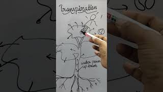 #transpiration