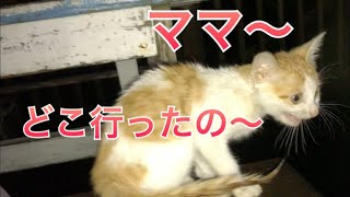 雨に濡れて鳴きまくっていた子猫を車で保護した  Found a stray kitten【野良猫】