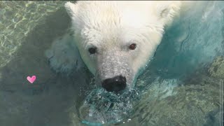 ルート　みゆきちゃん　王子動物園　ホッキョクグマ　PolarBear