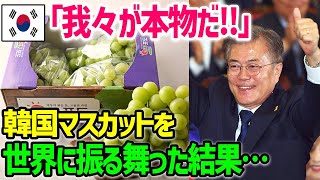 【海外の反応】「日本では偽物にご注意ください！」韓国と日本を取材したイタリア人記者→日本の”シャインマスカット”を一口食べて衝撃を受けるｗ