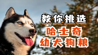 教你如何挑选哈士奇幼犬狗粮！