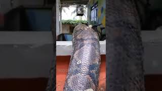 Big Python Caught On Camera Video goes Viral #viralvideo #youtubeshorts #Satyamtv #SatyamtvOdia