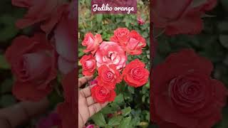 Jediko orange rose plant available #best #all #rose #terracegarden #garden