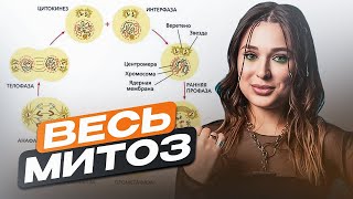 МИТОЗ ДЛЯ ЕГЭ ПО БИОЛОГИИ | Женя Биологичка |  ЕГЭLAND