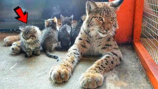 Zoo Lynx Adopts Stray Kittens as Her Own