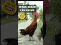 serak-serak basah cempreng Ayam Pelung berkokok panjang