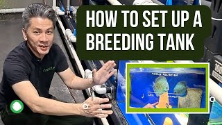 How to set up a breeding tank \u0026 importance of water movement