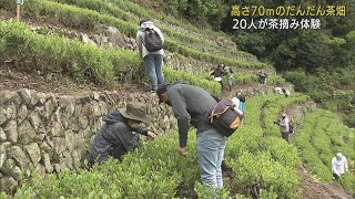 高さ７０メートル断崖絶壁のだんだん茶畑で茶摘み体験 静岡市