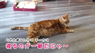 らせん猫テンカマ・チーカマ　二人で眠い　#猫 #ねこ #生活