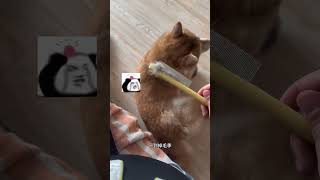 每个人的身上都有毛毛，猫狗更多！！柴犬日常 铲屎官的乐趣 猫狗双全 萌宠日常记录 铲屎官日记