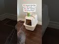 Closed Litter Boxes VS Open Top Litter Boxes