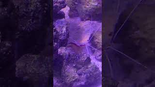 Cleaner Shrimp Dancing Around