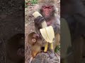 Funny Monkeys, funny animals, mono divertido. Comiendo banana. Guineo