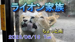 ちょっと雨が降ってきた時のライオン家族【旭山動物園】