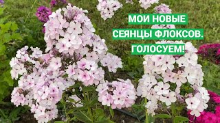 Прогулка по мои сеянцам флоксов на новом участке