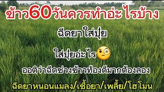 🌾ข้าว60วัน!!ควรทำอ่ะไรบ้างใส่ปุ๋ยฉีดยา#ชาวนา #กข85