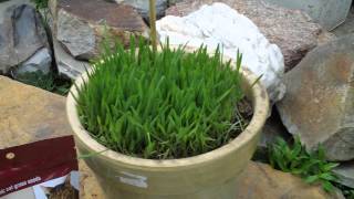 #1 - How to Grow Cat Grass for Your Fur Babies (Nibble-Licious)