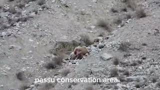 Snow leopard attack Ibex in Passu  Conversation Area #snowleopard #ibex @Wildlife-AdvantureInHindi