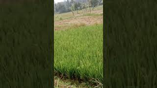 hunting walks to gardens and rice fields... jalan jalan ke kebun dan persawahan