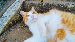 神社に行く途中に猫と出会ったので一緒に参拝してきた