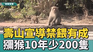 獼猴變少了│壽山獼猴降至千隻以下 推估禁止餵食奏效