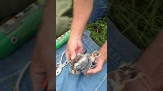 Banding a male American Kestrel chick!