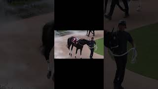 パドックで荒ぶるディープボンド 2024年京都大賞典 #horse #競馬