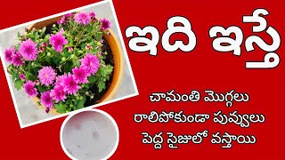 చామంతి మొక్కల కోసం స్పెషల్ ఫెర్టిలైజర్|how to make fertilizer for chrysanthemum flowers #how