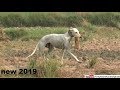 Download shikar in pakistan | rabbit hunting with dogs | dog vs rabbit In Mp4 3Gp Full HD Video