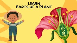 Parts of plants | Different parts of plants | Part of plants and their functions