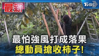 最怕強風打成落果 總動員搶收柿子!｜TVBS新聞 @TVBSNEWS01