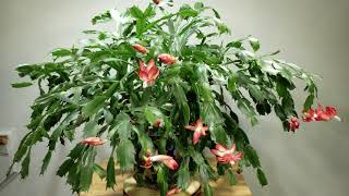 놀랍게도 다시 꽃피운 게발선인장 꽃 일년에 몇번 피울까《Amazing Thanksgiving \u0026 Christmas Cactus blooming in 1 year》