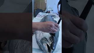 How to Gyotaku a MONSTER Fish