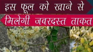 इस फूल को खाने से मिलेगी जबरदस्त ताकत || Moringa flower Gives extra Power to Body \u0026 improve immunity