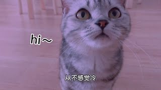 主人去上班，猫咪一直等在门口，回家后主人心疼了#激萌奖金计划#