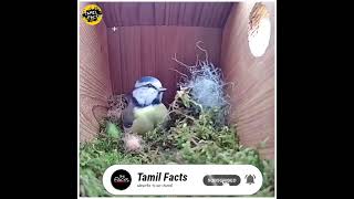 என்ன பண்ணுறாங்க பாருங்க!|Tamil Facts_Facts In Tamil_Facts In Minutes_Minutes Mystery#Shorts