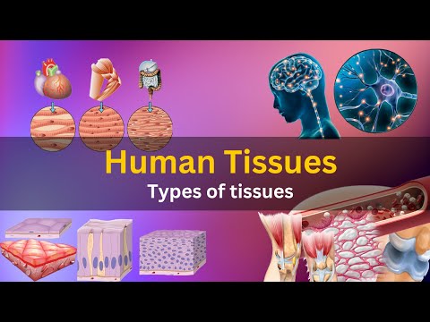 Is tissue composed of one type of cell?