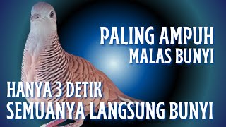 Perkutut Lokal Suara Gacor - Biang Pancingan (Hitungan Detik) Dijamin 100% Langsung BUNYI