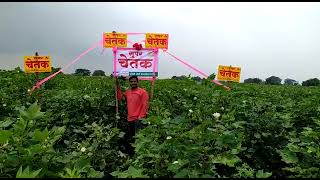 nandini seeds super chetak