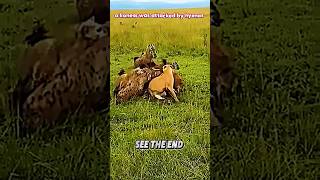 Lion vs hyena #trending #animals #wildlife #hyena #lion #shorts #youtubeshorts #youtube #viralvideo