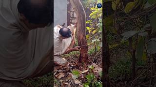 নিম গাছ কেটে বাংলার বোতল #নিমগাছ #ytshorts #tree #viral #letsaddawithsoumen