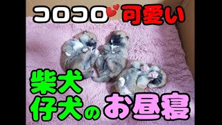 【柴犬】コロコロ可愛い♡仲良し赤ちゃん３兄弟のお昼寝【子犬】