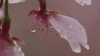 奈良県護国神社の桜