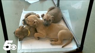 Best Friends partnering with local shelters for adoption event