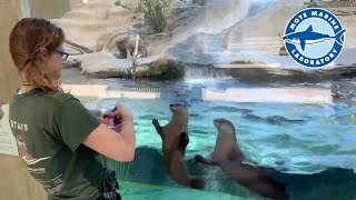 River otters at Mote Aquarium play with ice treats!