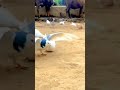 புதிய பறவை 🐦 tamil viral videos 📸 birds videos 😳 viral