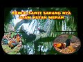 BERBURU AYAM HUTAN //  KEBUN SAWIT SARANG NYA AYAM HUTAN MERAH