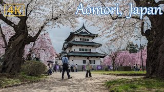 Hirosaki Cherry Blossom Festival 2024 at their best - 4K Aomori Japan