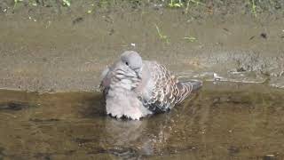 かわいい鳥の水浴び　キジバト 英語turtle dove（雉鳩、Streptopelia orientalis）鳥綱ハト目ハト科キジバト属 別名ヤマバト　DSCN1668