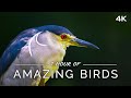 Amazing Birds: 1 HOUR of Colorful Birds with Ambient Music (4K UHD Film)